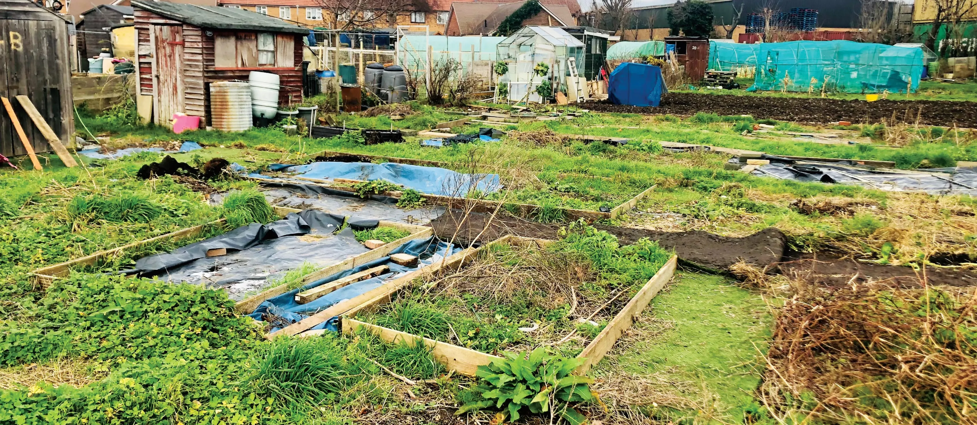 Untidy allotment