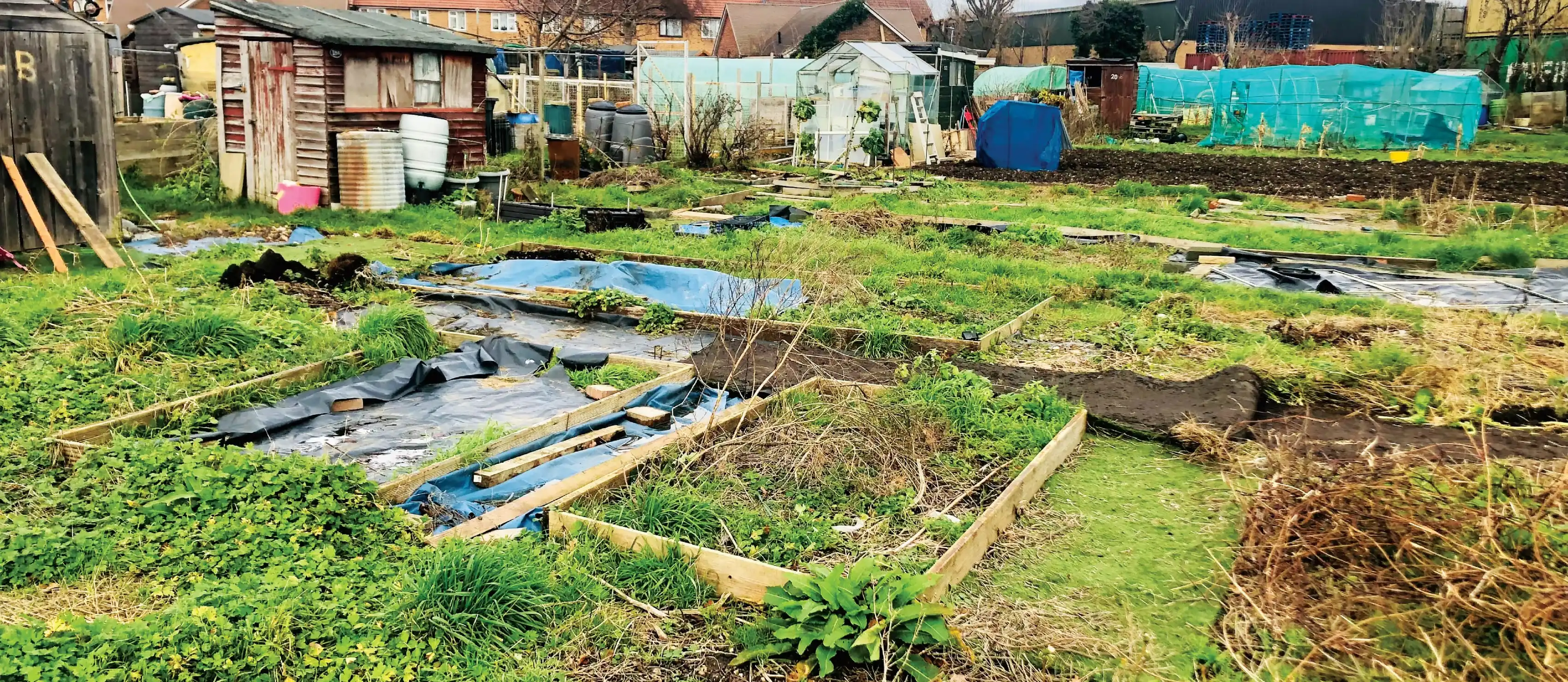 Untidy allotment