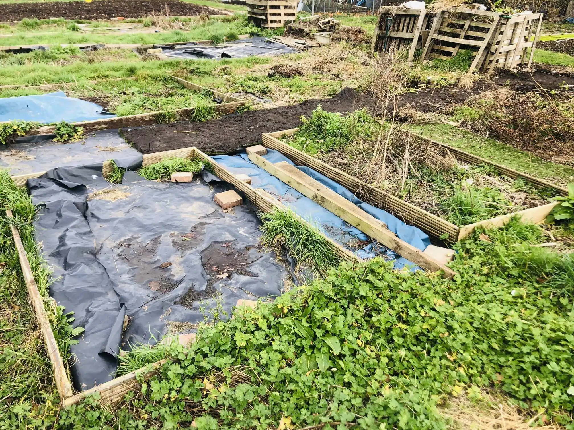 Clearing an allotment plot