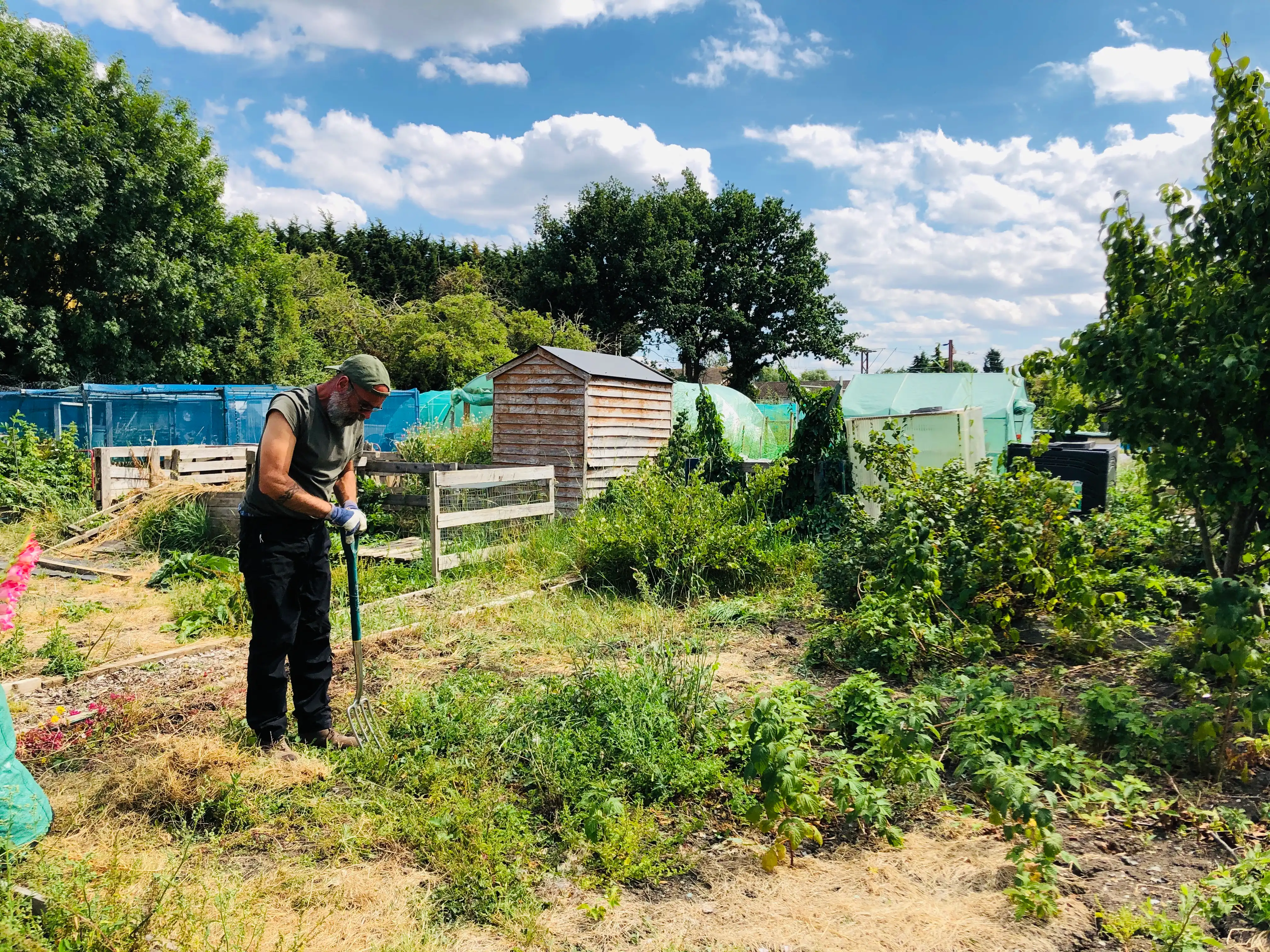 Clearing an allotment plot