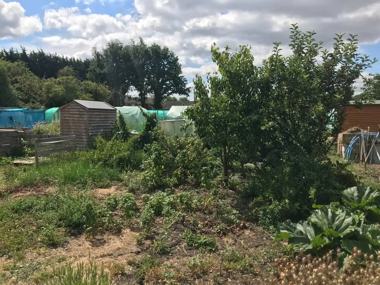 Clearing an allotment plot