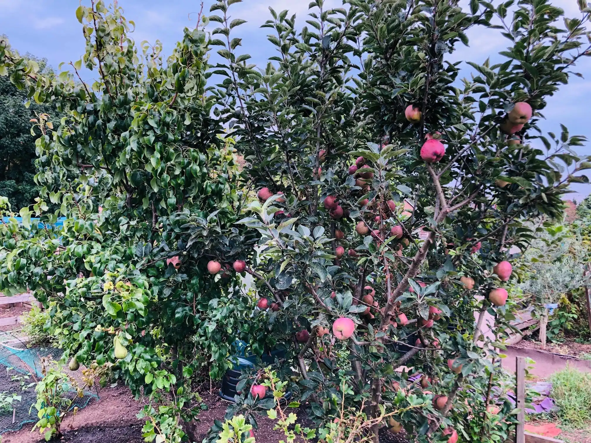 Clearing an allotment plot