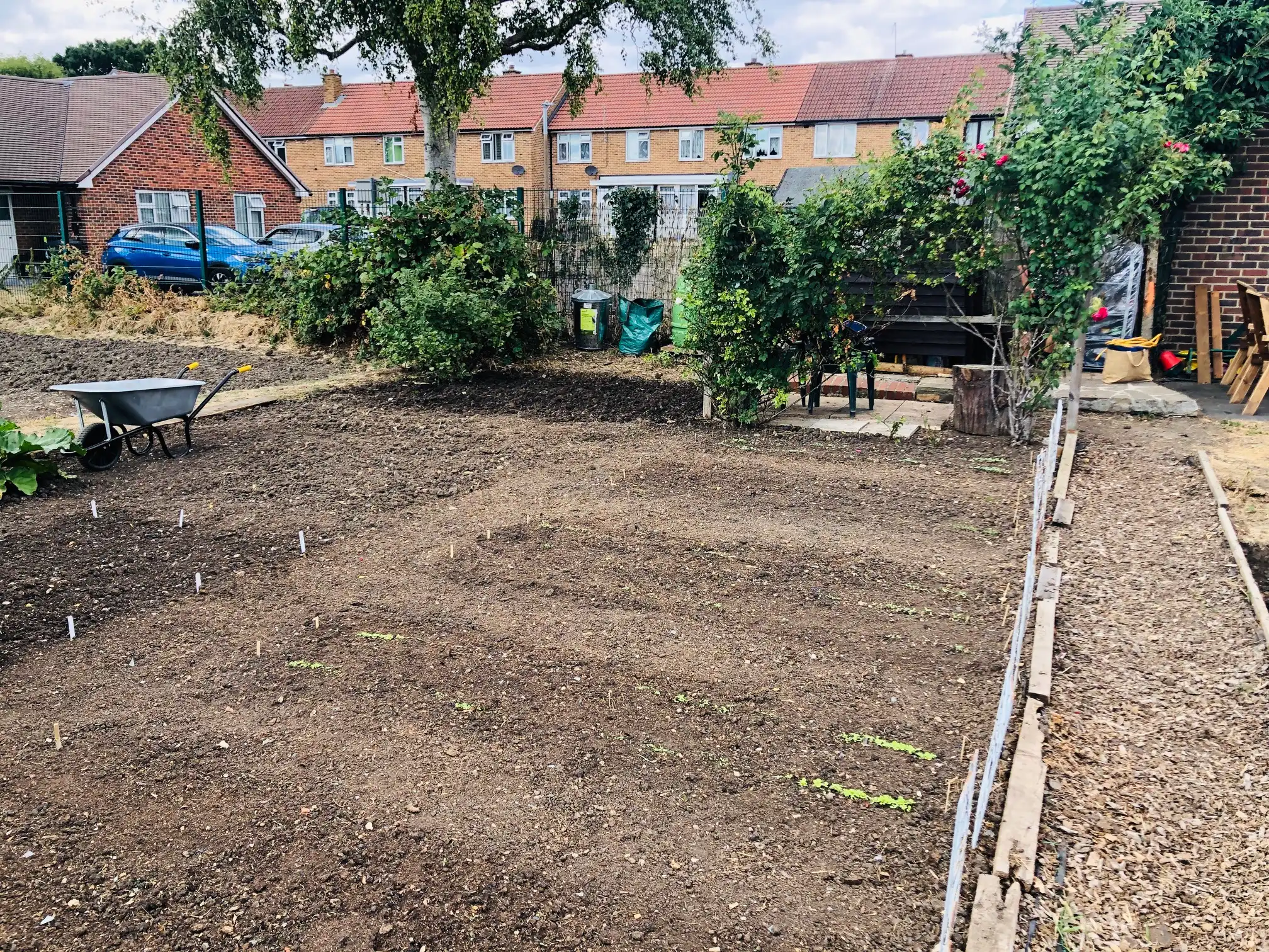 Seeds sown on the allotment