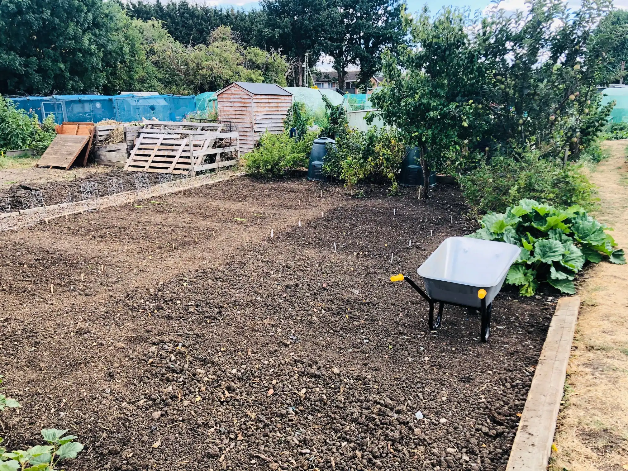 Seeds sown on the allotment