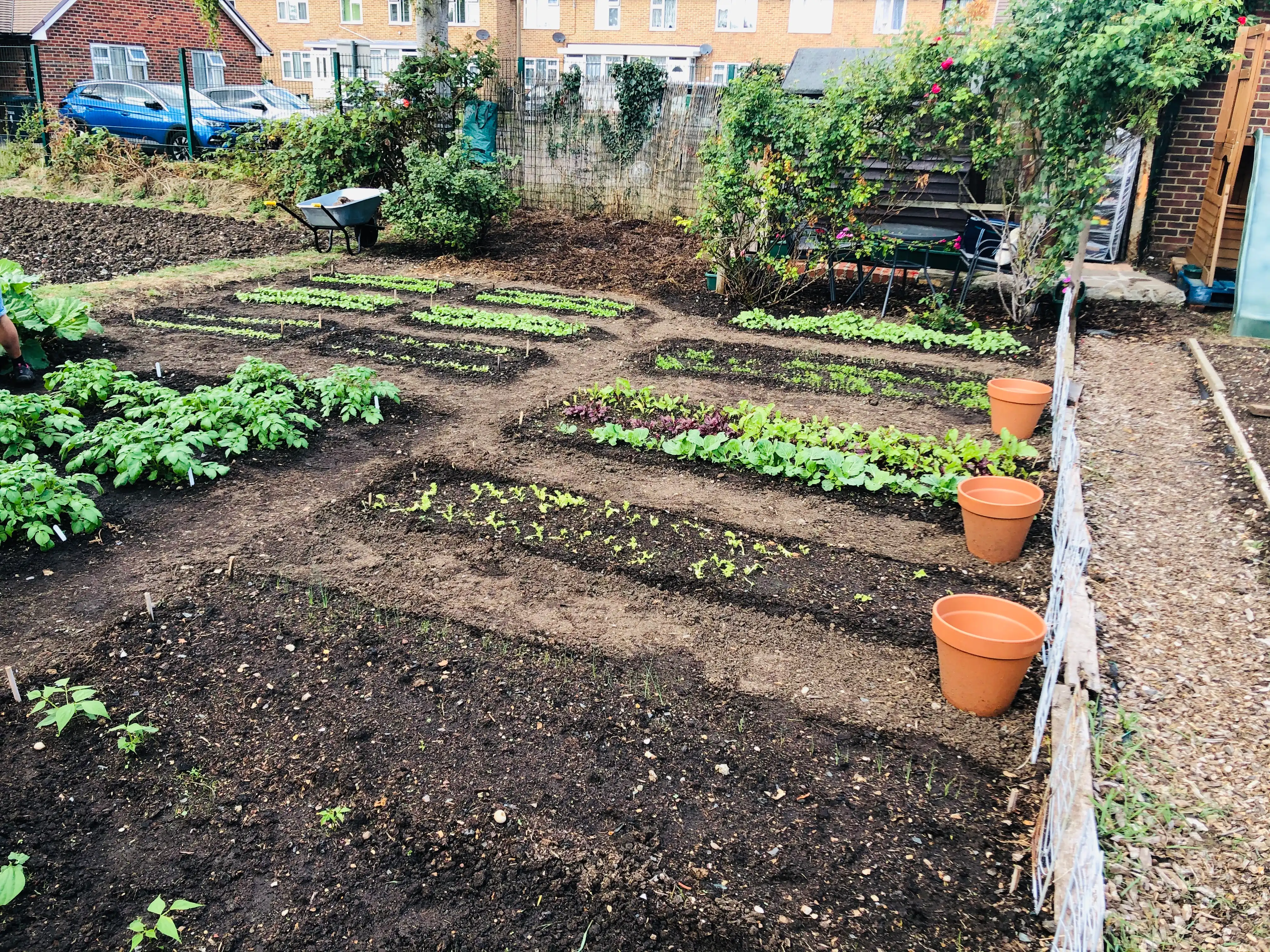 Early crops on the allotment