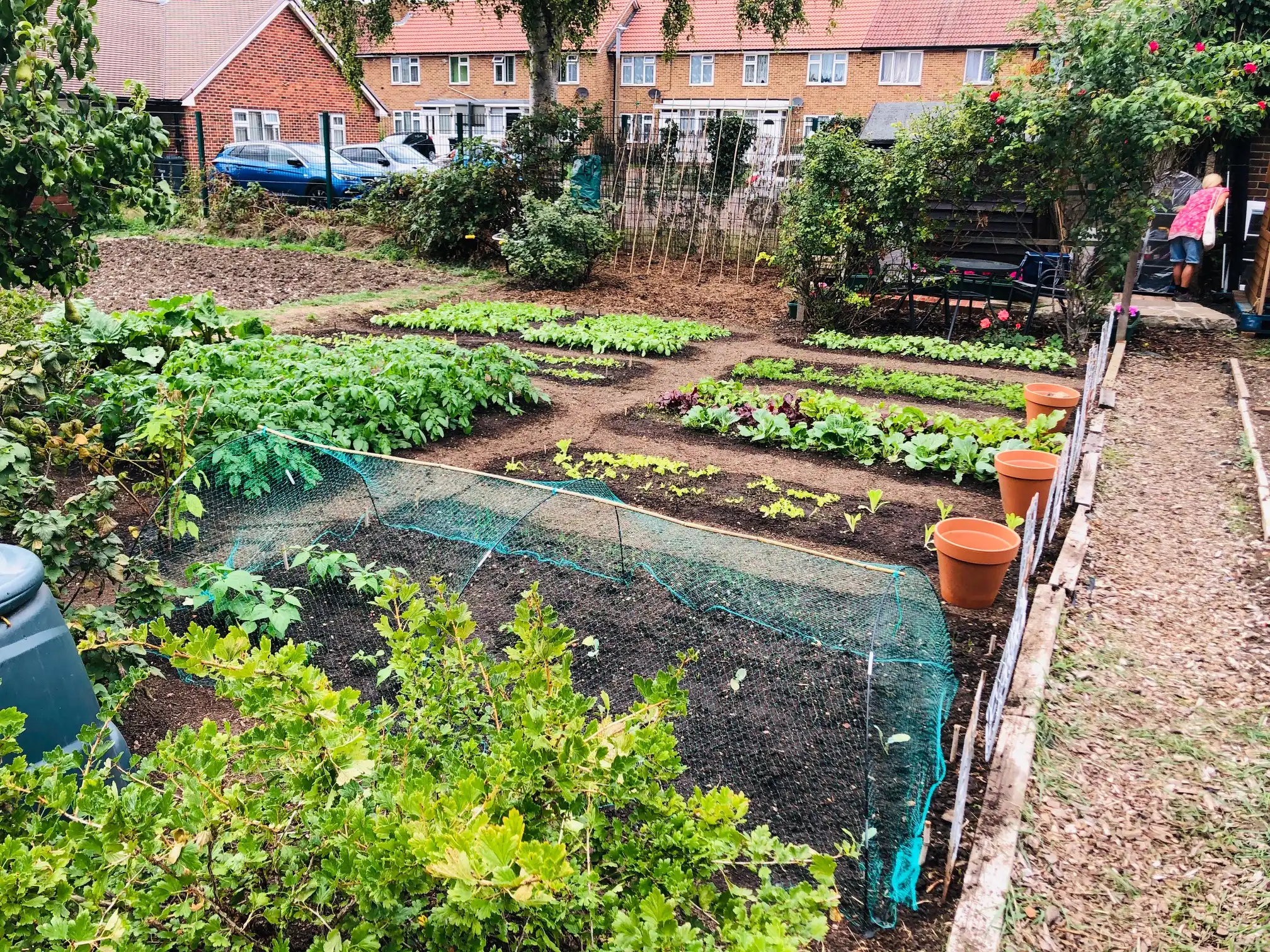 Early crops on the allotment