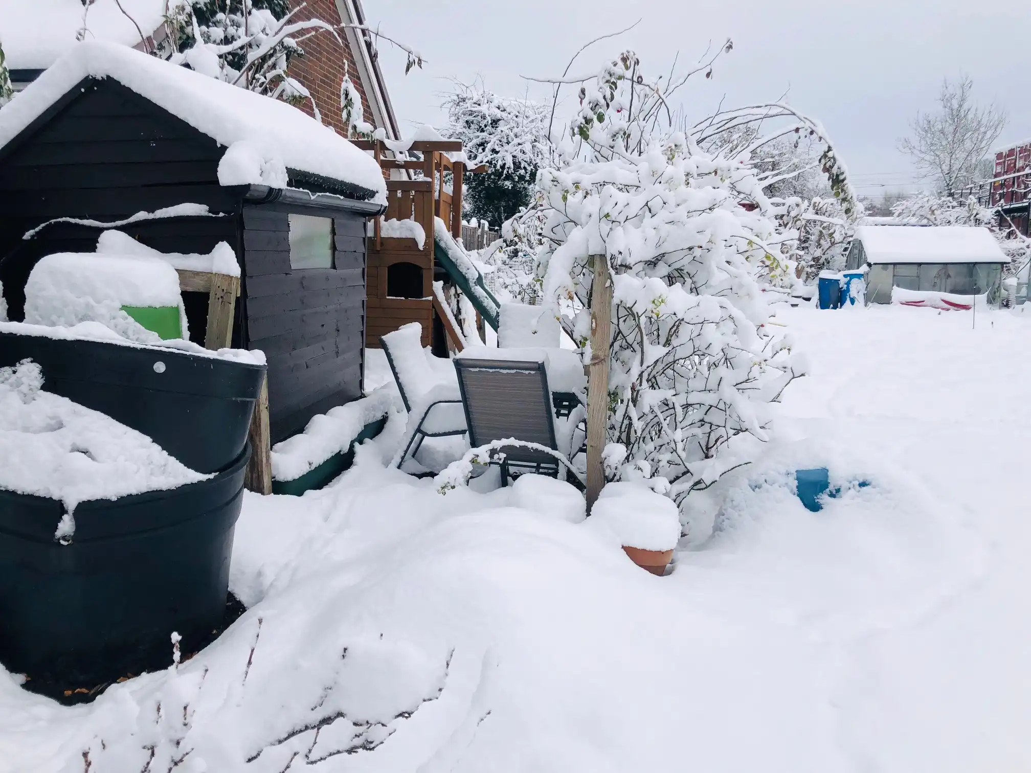 Snow on the allotment