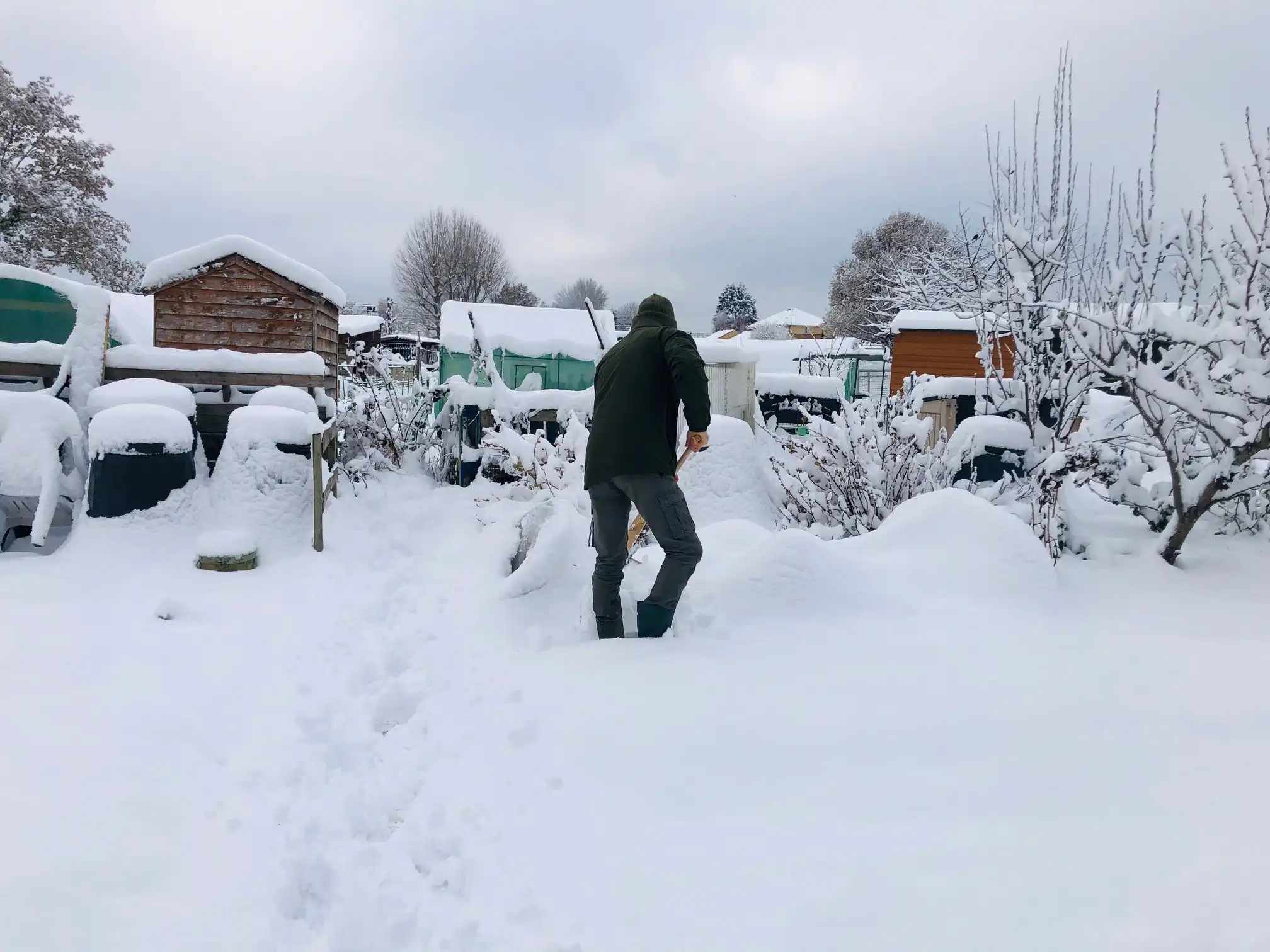 Clearing snow off the allotment