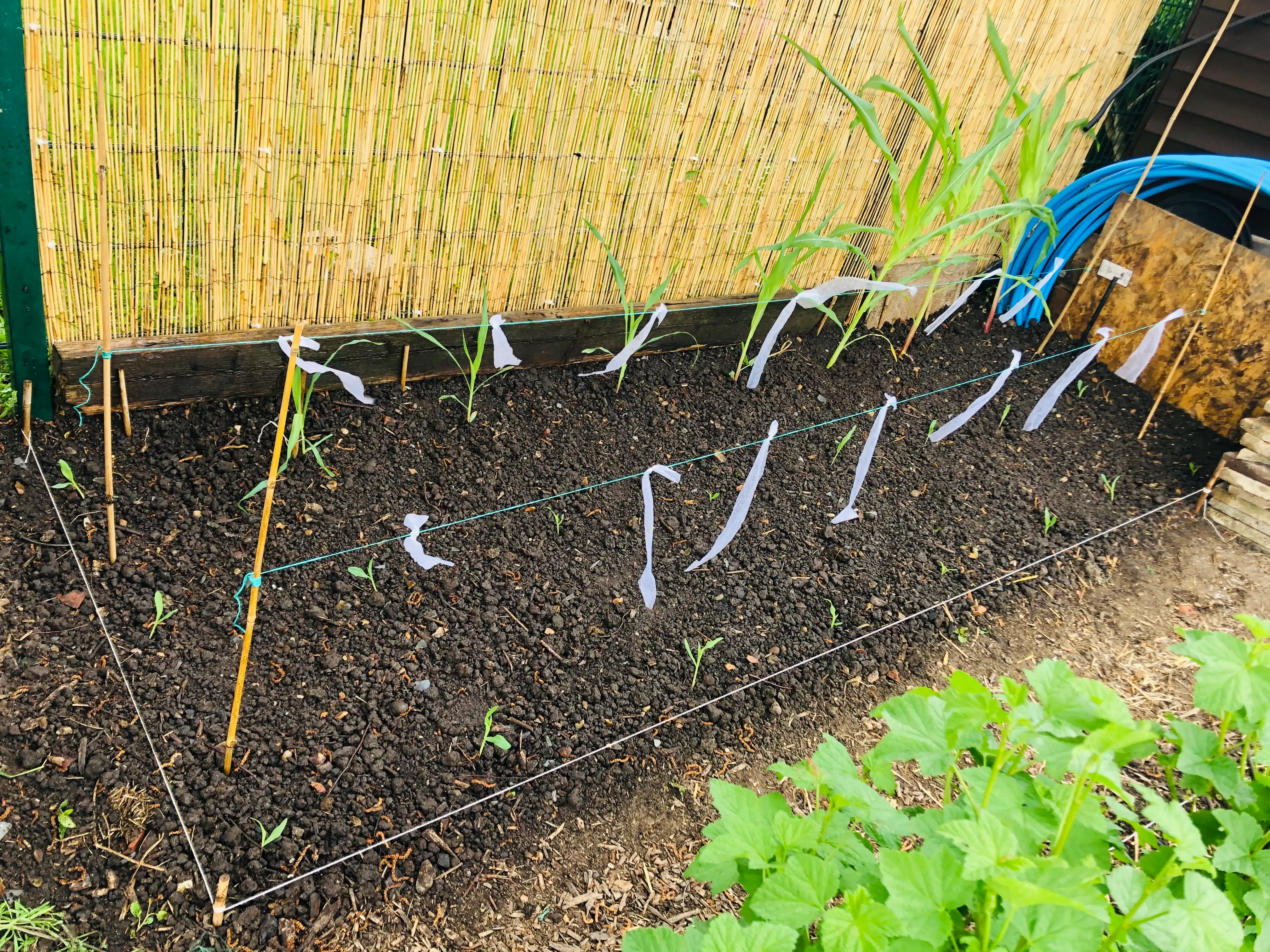 Sweetcorn planted on an allotment