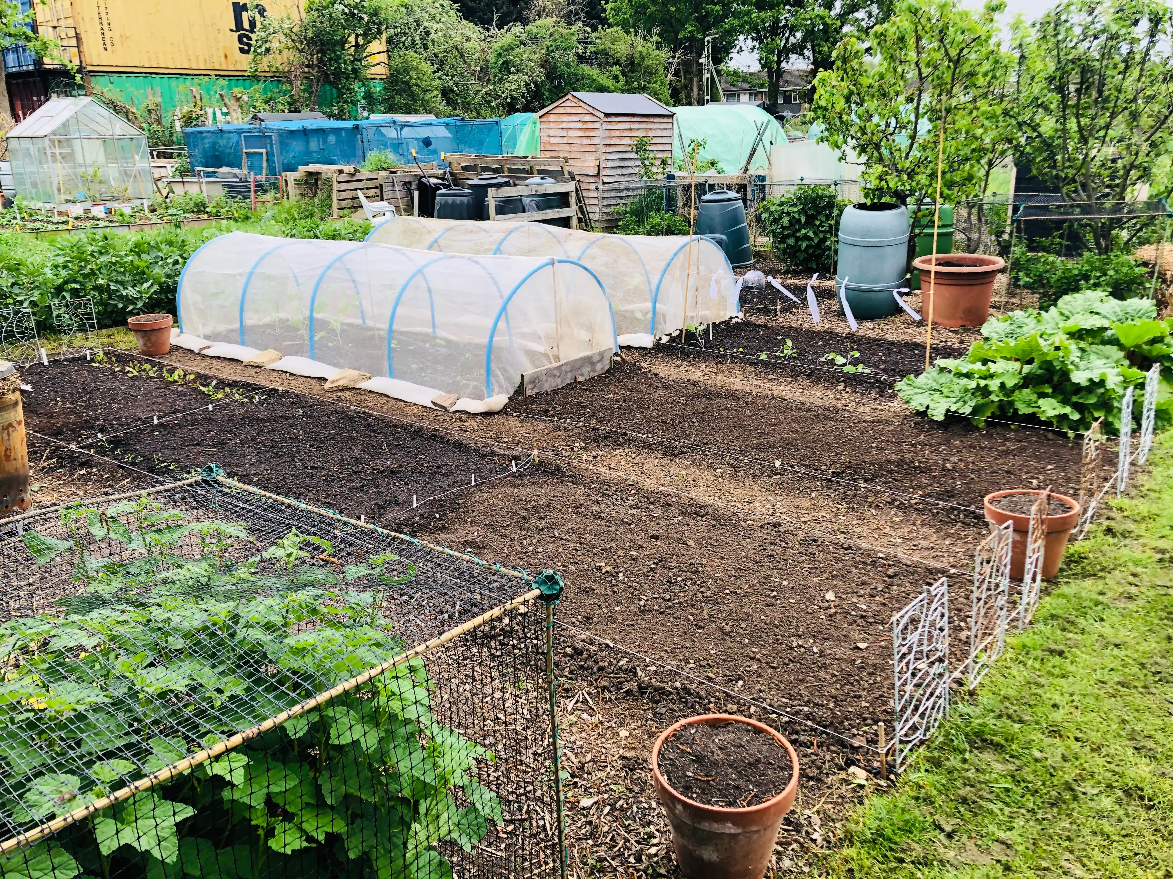 Hoops covering vegetables on the allotment