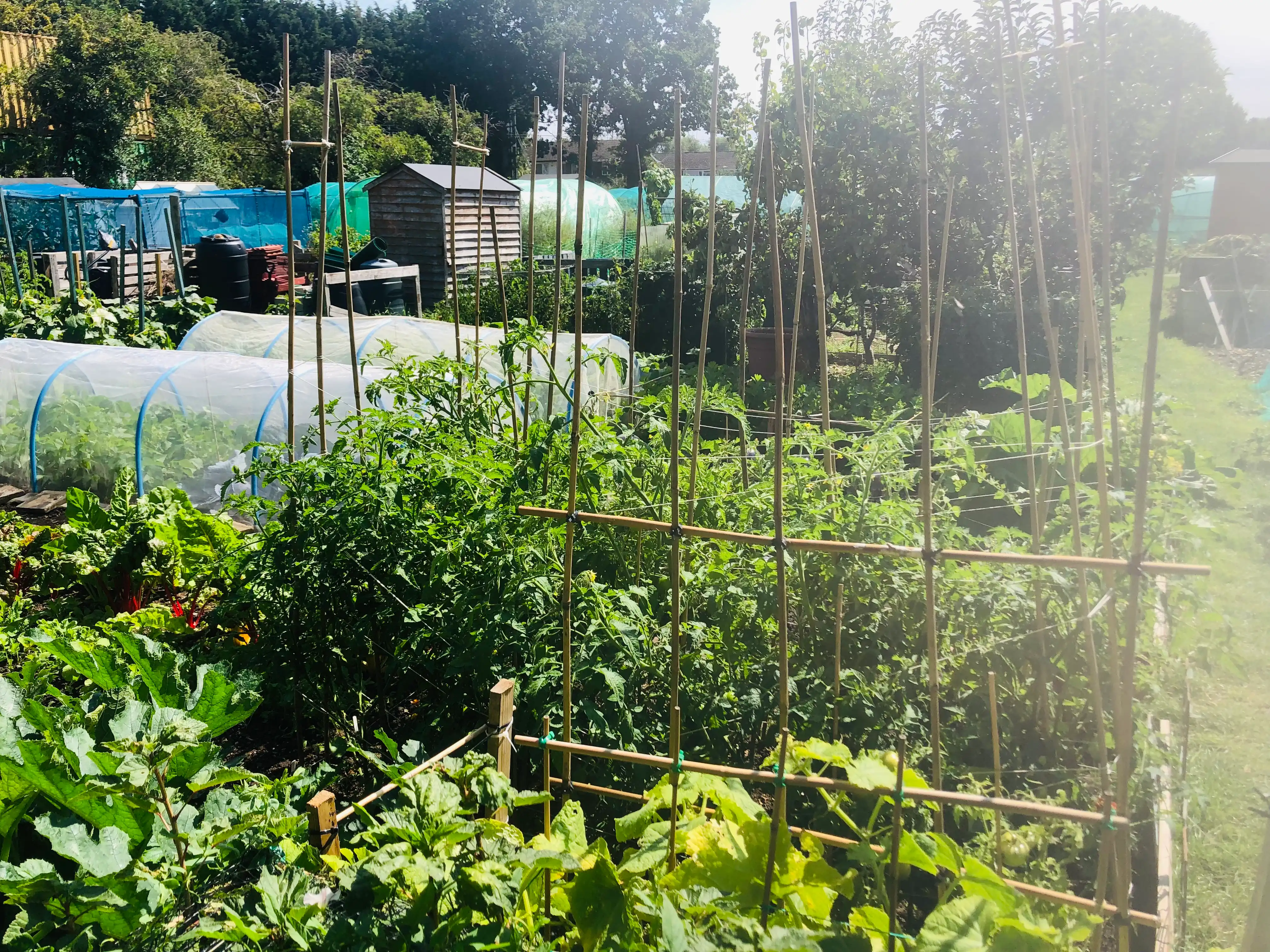 Vegetables growing on the allotment in summer