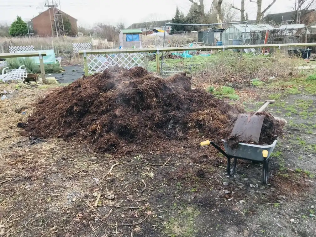 Spreading manure an allotment plot