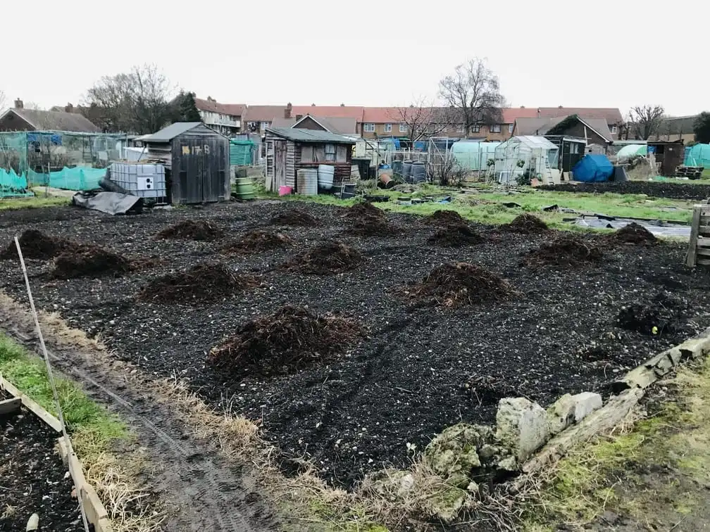 Spreading manure an allotment plot