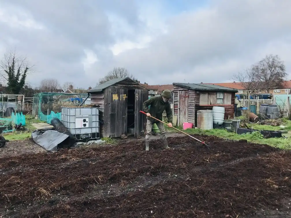 Spreading manure an allotment plot