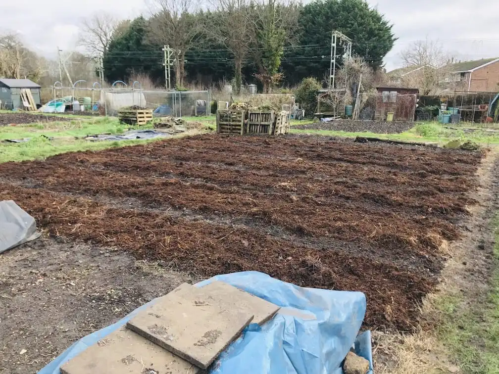 Spreading manure an allotment plot