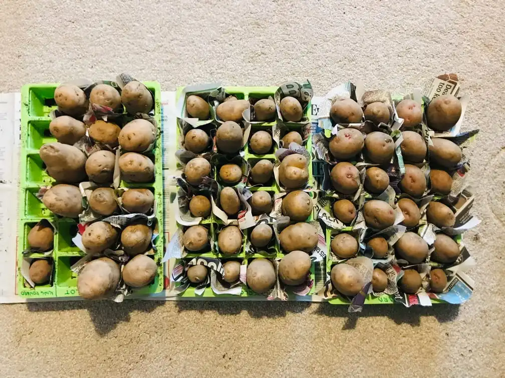 Potatoes chitting on a windowsill