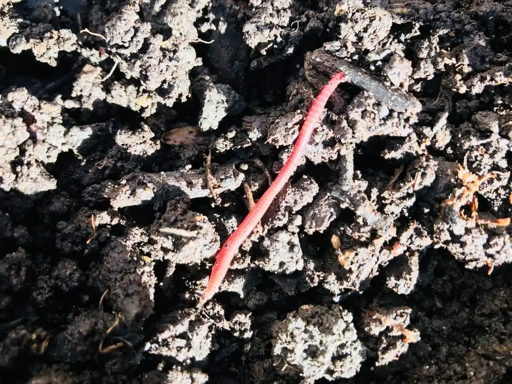 Sifting compost bin