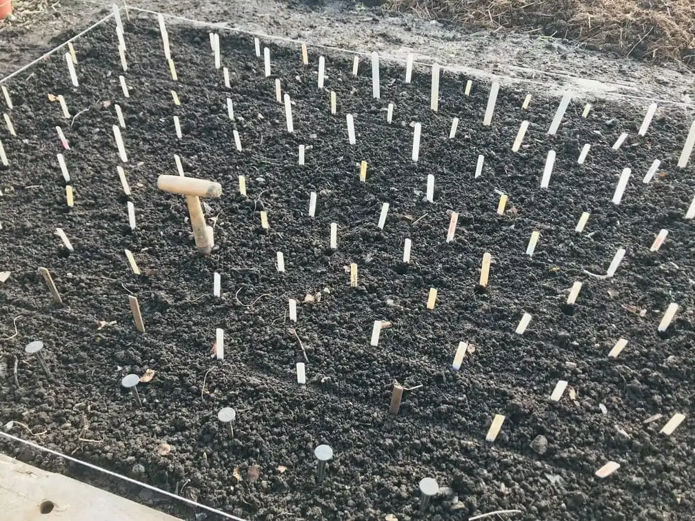 Planting garlic on an allotment