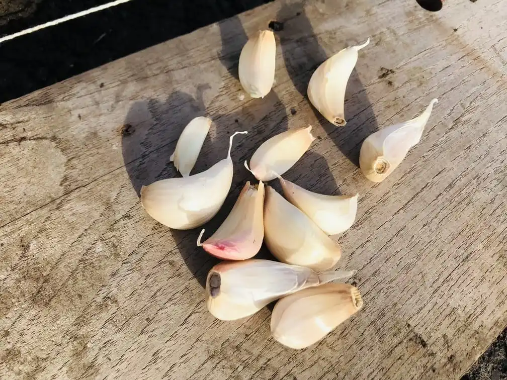 Planting garlic on an allotment