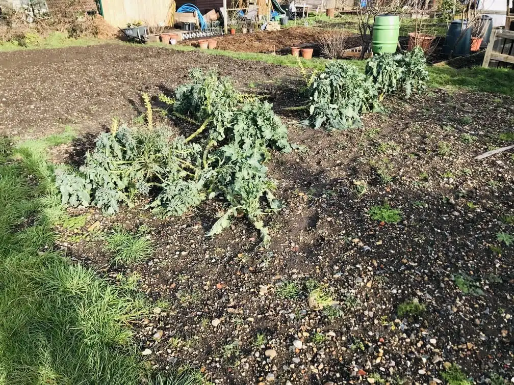 Clearing allotment plot