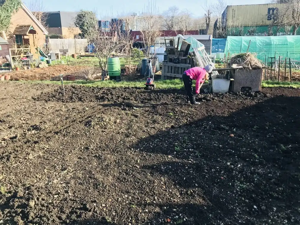 Digging an allotment plot