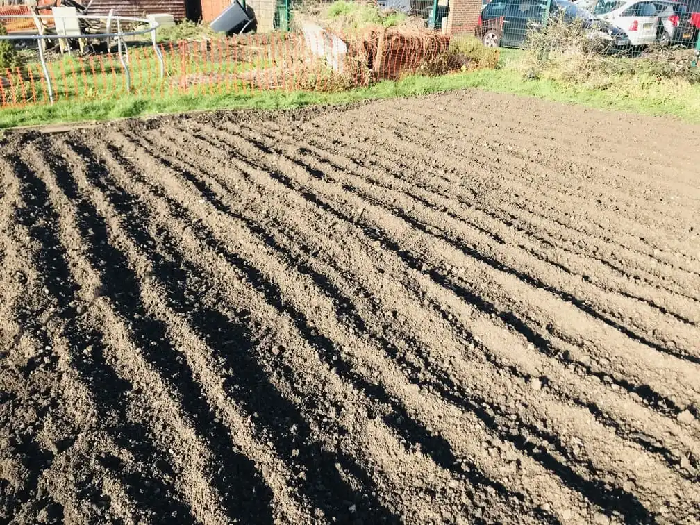 Digging an allotment plot