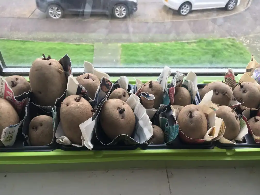 Potatoes chitting on a windowsill