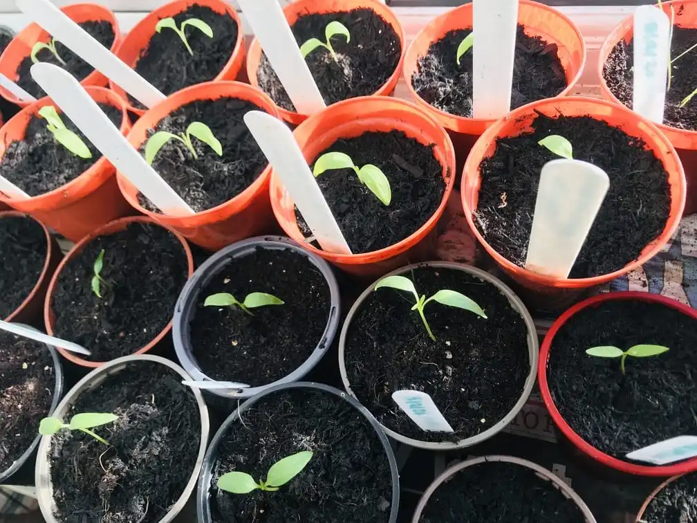 Seedlings growing on windowsill