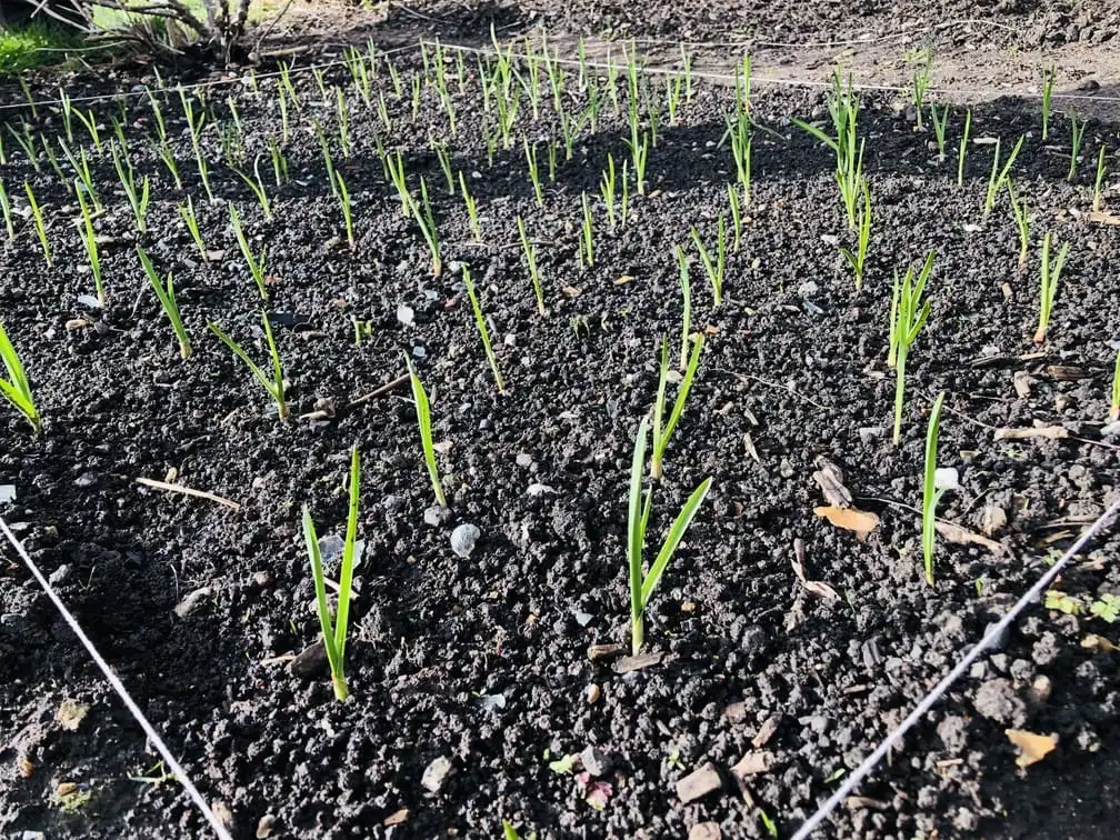 Garlic sprouting