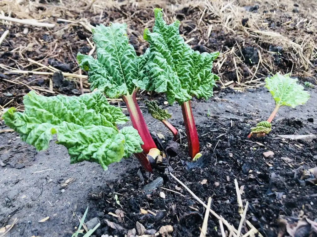 Rhubarb beginning to grow