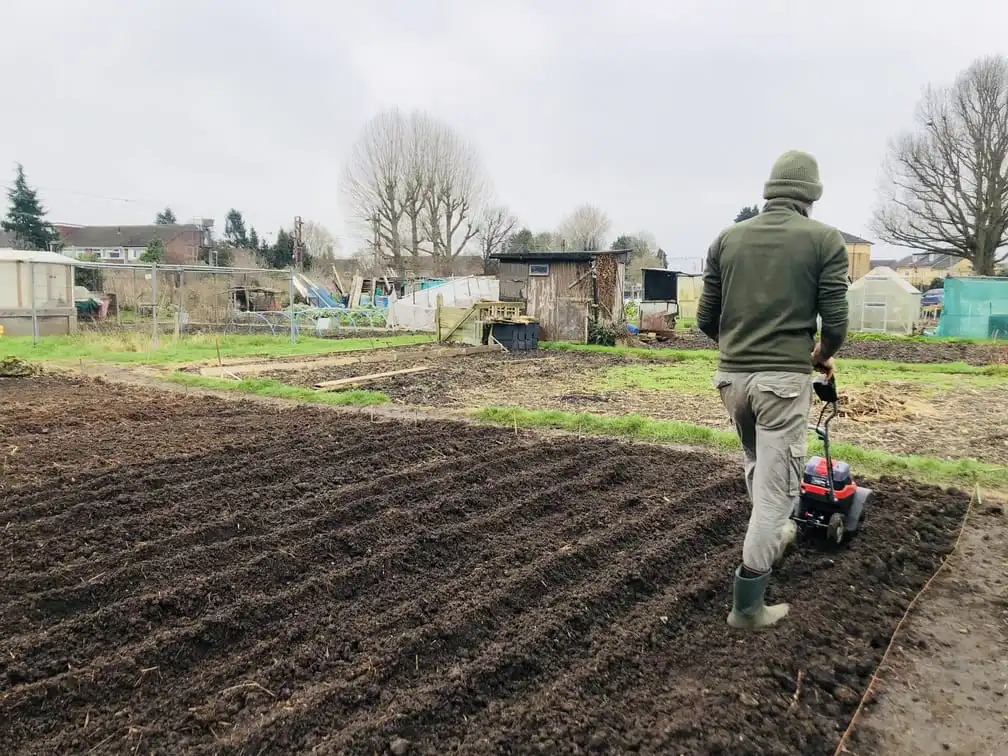 Rotavating beds on allotment plot