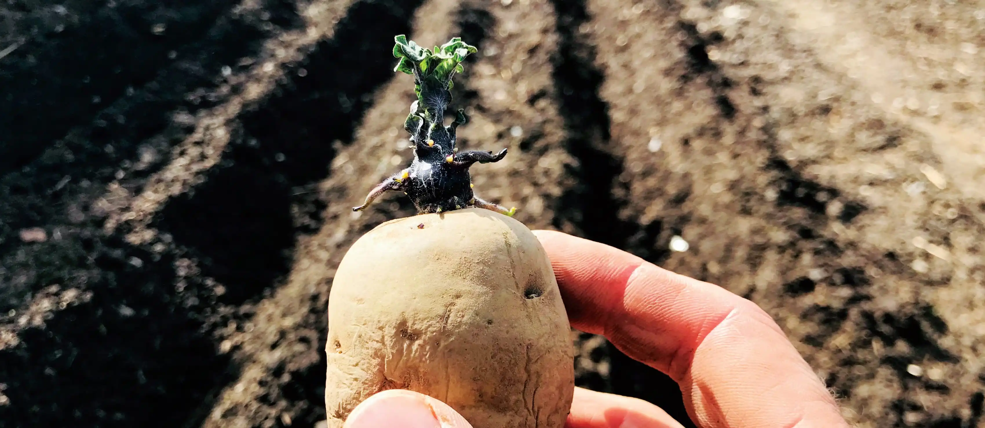 Chitting potato up close