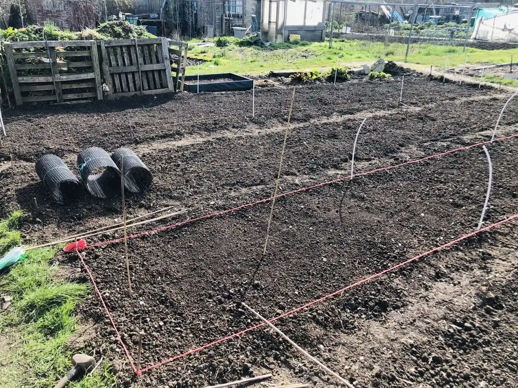 Building a pea trellis on allotment