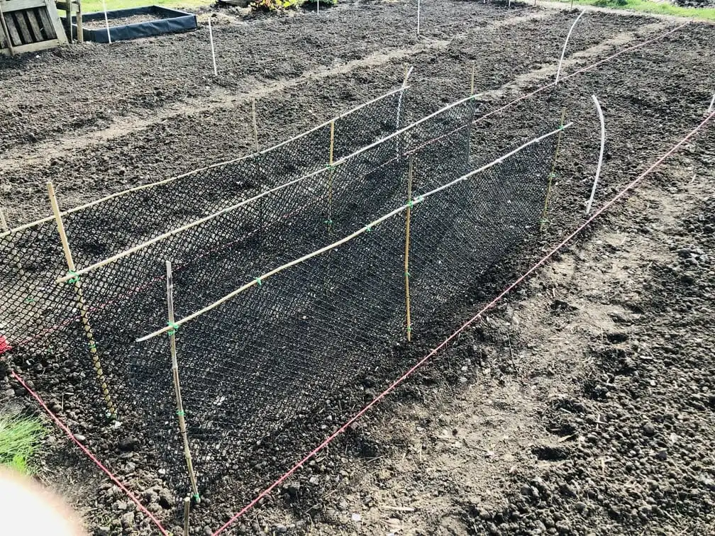 Building a pea trellis on allotment