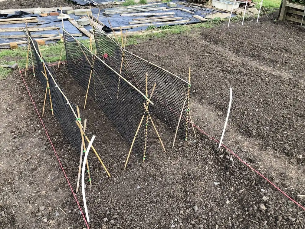 Building a pea trellis on allotment