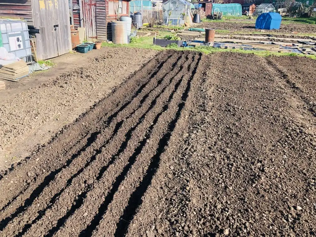 Vicky Salter sowing seeds at the allotment