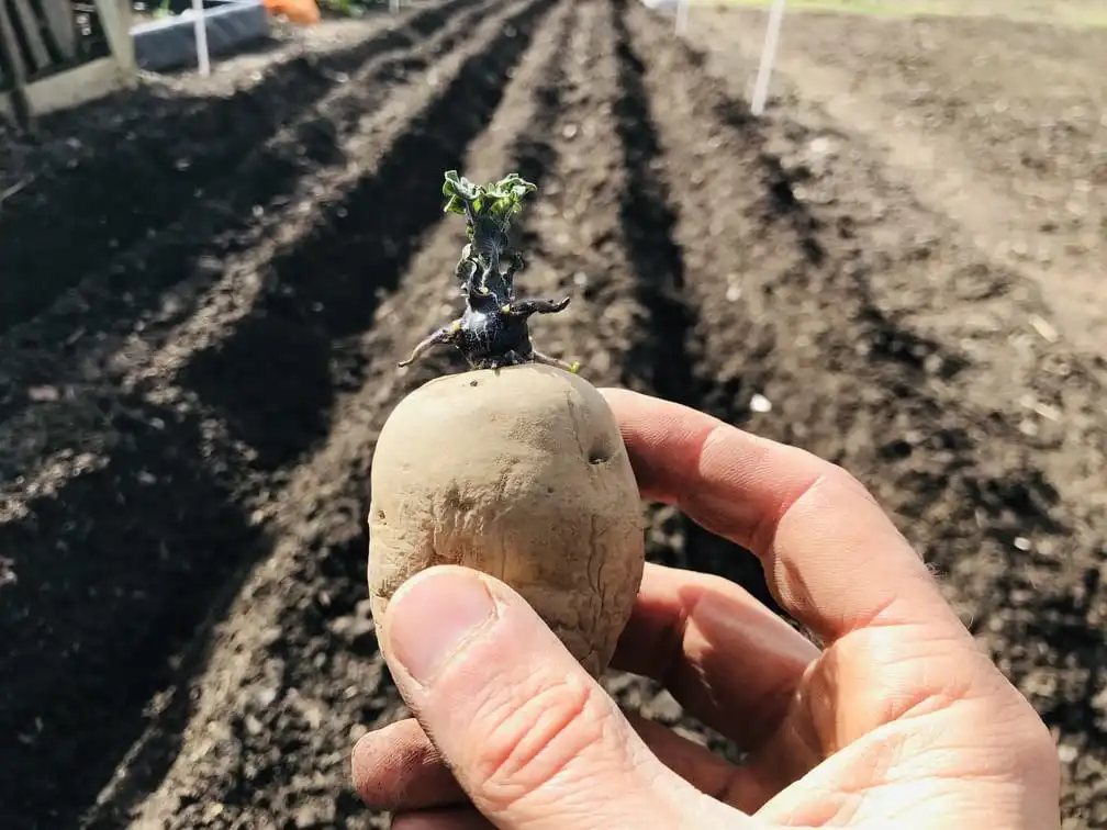 Planting potatoes on the allotment