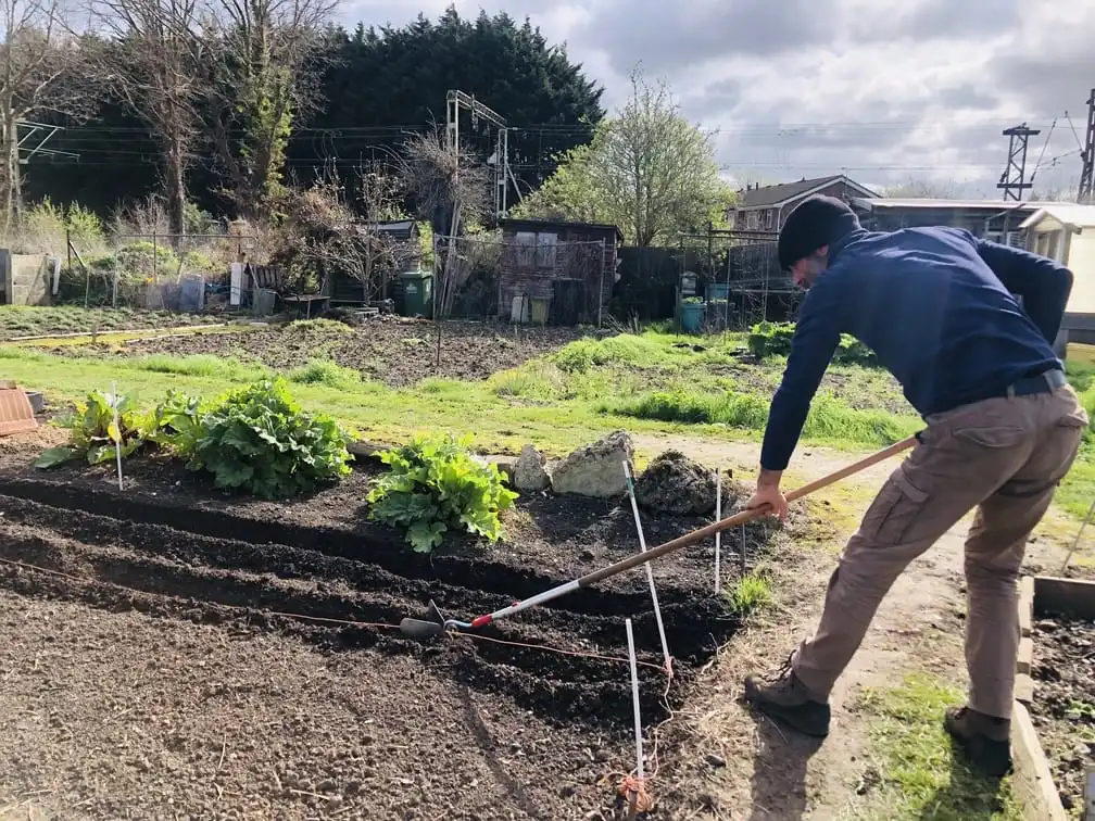 Planting potatoes on the allotment