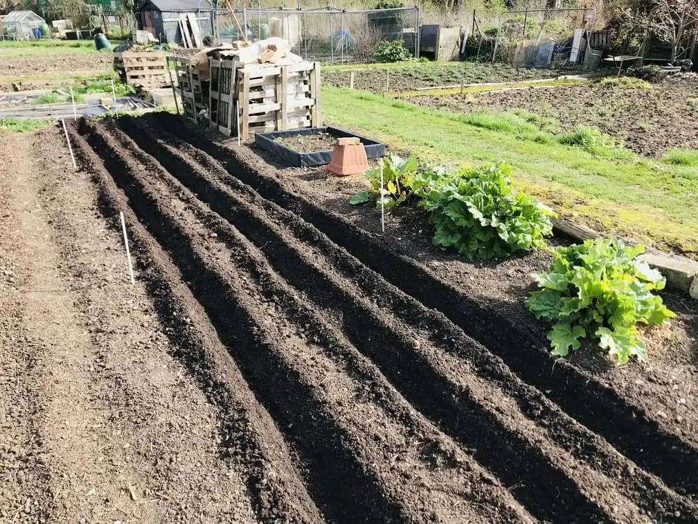 Planting potatoes on the allotment