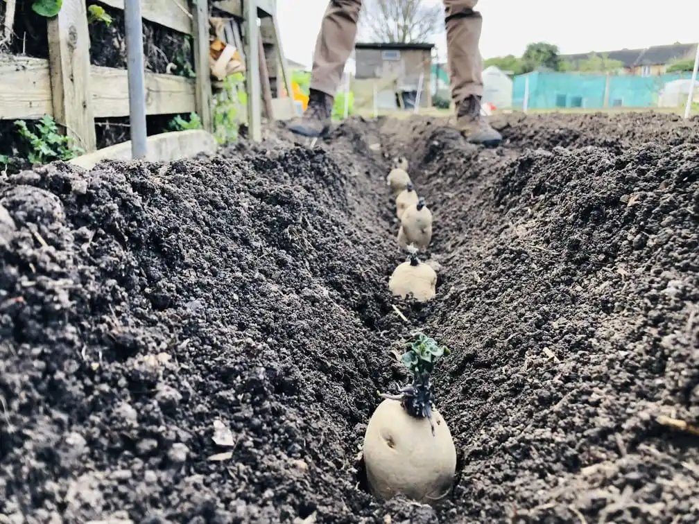 Planting potatoes on the allotment