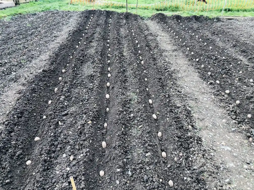 Planting potatoes on the allotment