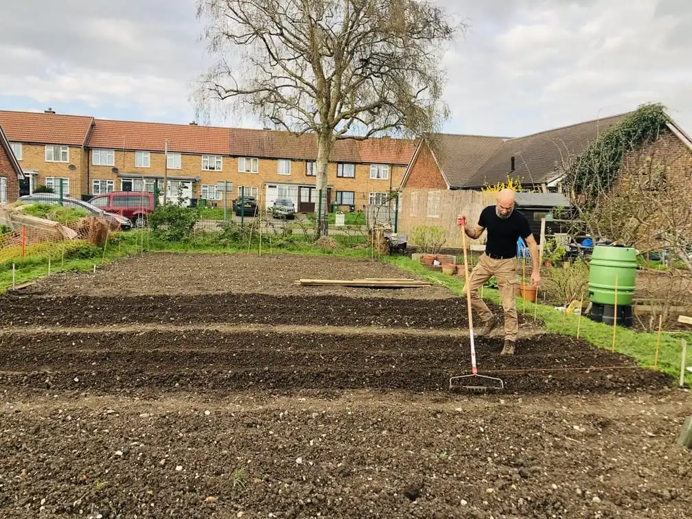 Planting potatoes on the allotment