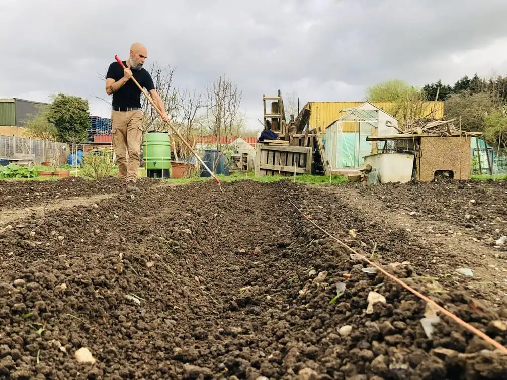 Planting potatoes on the allotment