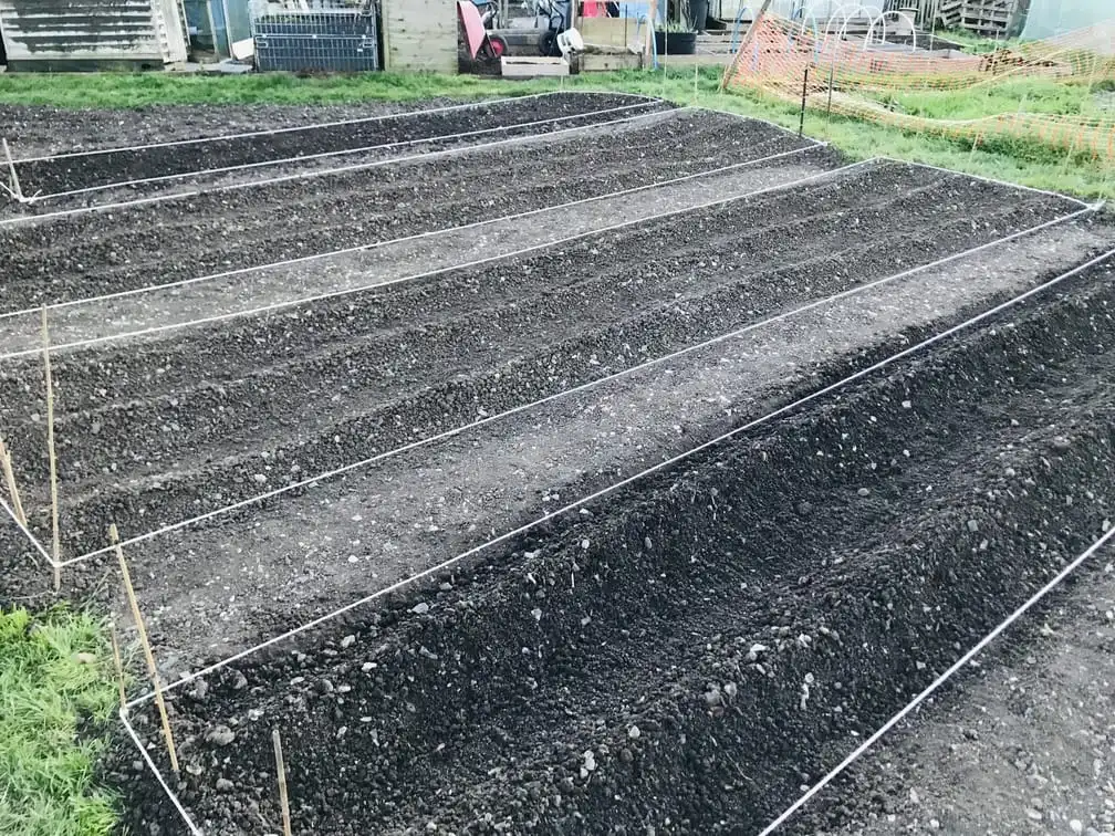 Planting potatoes on the allotment