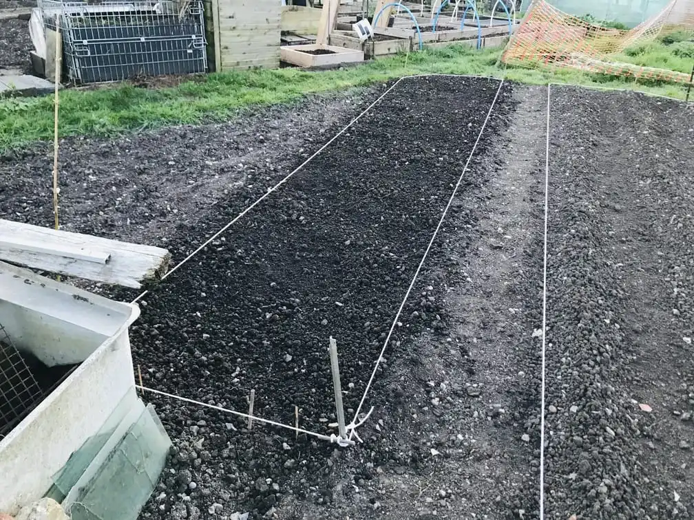 Planting potatoes on the allotment