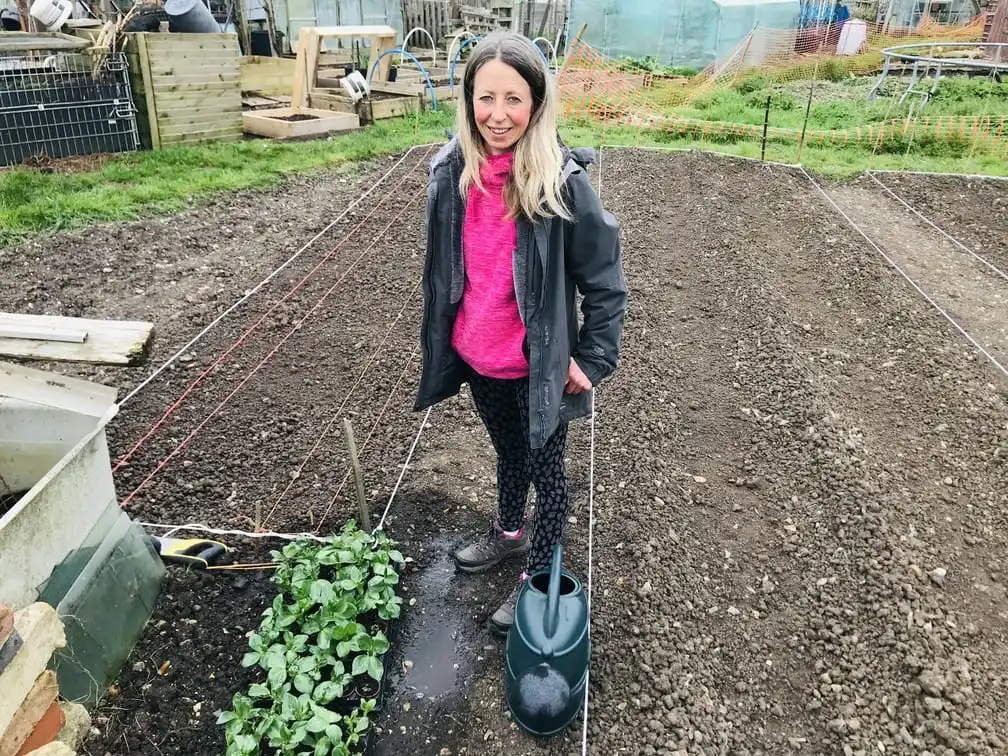 Planting potatoes on the allotment