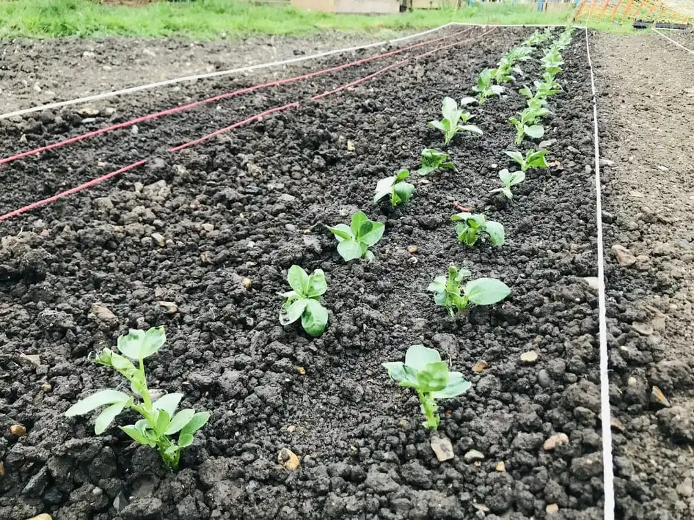 Planting potatoes on the allotment