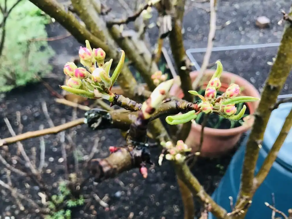 Apple tree blossom