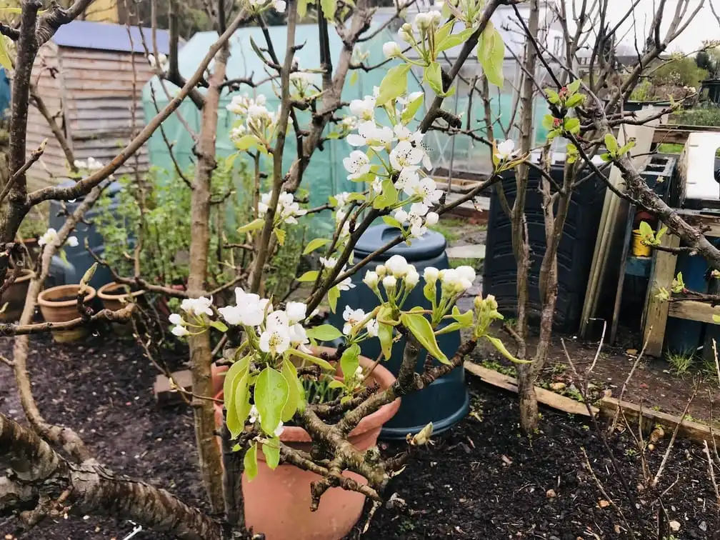 Apple tree blossom