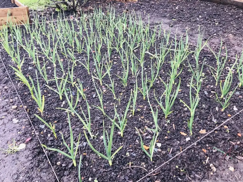 Garlic growing well